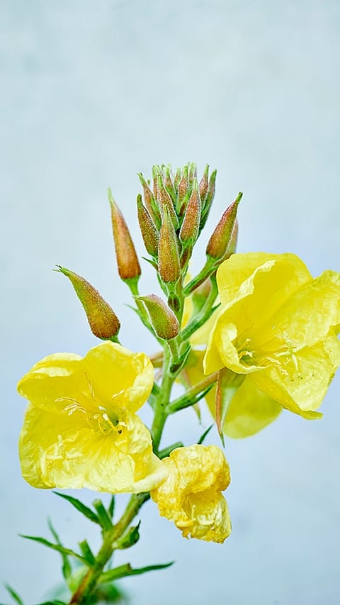 yellow primorse flower