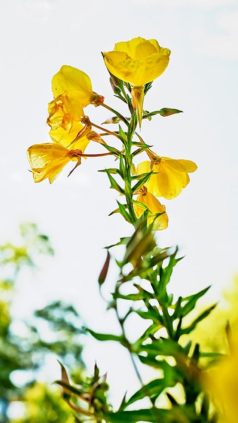 yellow primorse flower