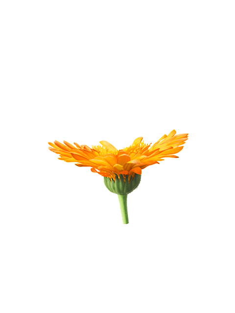 calendula flower