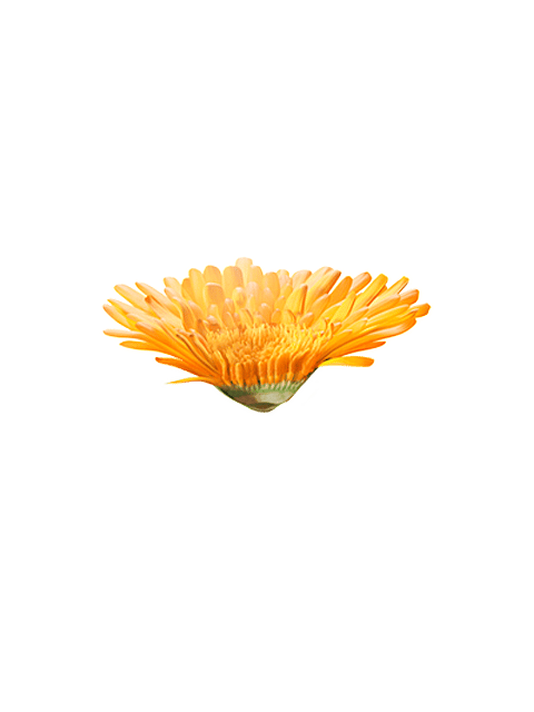 calendula flower